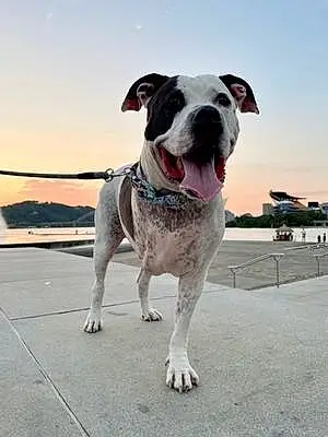 Name Pitt Bull Terrier Dog Casper