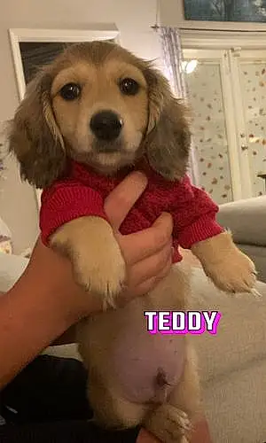 Name Dachshund Dog Teddy