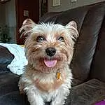 Dog, Carnivore, Dog Supply, Dog breed, Companion dog, Toy Dog, Plant, Terrier, Yorkshire Terrier, Small Terrier, Couch, Furry friends, Yorkipoo, Liver, Collar, Canidae, Water Dog, Biewer Terrier, Working Animal