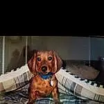 Dog, Carnivore, Liver, Pet Supply, Fawn, Companion dog, Dog breed, Working Animal, Vehicle Door, Wood, Toy, Dog Supply, Rectangle, Comfort, Hound, Sunglasses, Whiskers, Linens, Metal