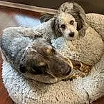 Dog, Dog breed, Carnivore, Companion dog, Fawn, Working Animal, Wood, Snout, Canidae, Whiskers, Puppy love, Furry friends, Toy Dog, Dog Supply, Poodle, Hardwood, Paw, Dog Bed, Puppy