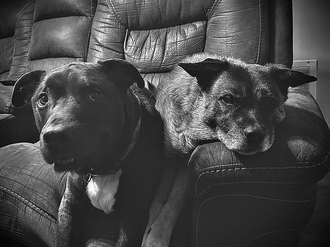 Dog, Couch, Carnivore, Comfort, Dog breed, Grey, Style, Black-and-white, Companion dog, Whiskers, Tints And Shades, Working Animal, Snout, Monochrome, Black & White, Studio Couch, Bored, Darkness, Canidae