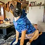 Dog, Carnivore, Dog breed, Fawn, Dog Supply, Companion dog, Picture Frame, One-piece Garment, Collar, Working Animal, Electric Blue, Dog Clothes, Fashion Design, Canidae, Human Leg, Room, Sitting, Furry friends