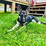 Dog, Eyes, Carnivore, Dog breed, Plant, Grass, Companion dog, Fawn, Groundcover, Whiskers, Snout, Lawn, Grassland, Canidae, Tail, Terrestrial Animal, Electric Blue, Working Dog, Non-sporting Group