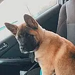 Dog, Dog breed, Carnivore, Window, Car, Fawn, Companion dog, Collar, Snout, Canidae, Auto Part, Windshield, Furry friends, Working Animal, Comfort, Car Seat, Tail, Personal Luxury Car, Vehicle