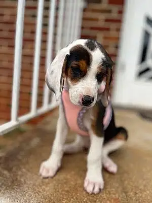Name Beagle Dog Nala