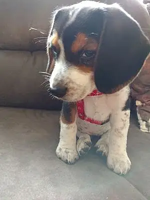 Name Beagle Dog Jessie
