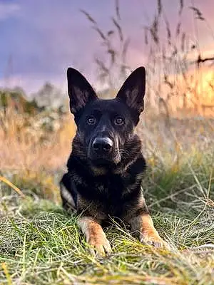 Name German Shepherd Dog Baxter