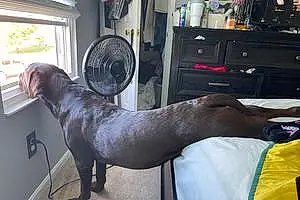 Name Labrador Retriever Dog Duke