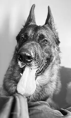Name German Shepherd Dog Riley