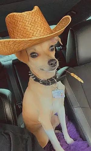 Name Chihuahua Dog Halo