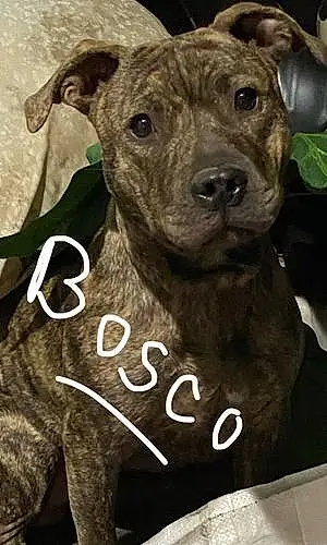 Name Dog Bosco