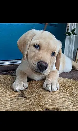 Name Labrador Retriever Dog Yogi