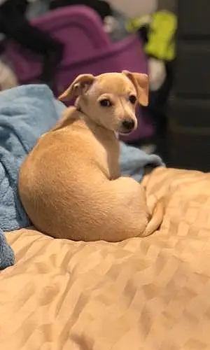 Name Chihuahua Dog Kimber