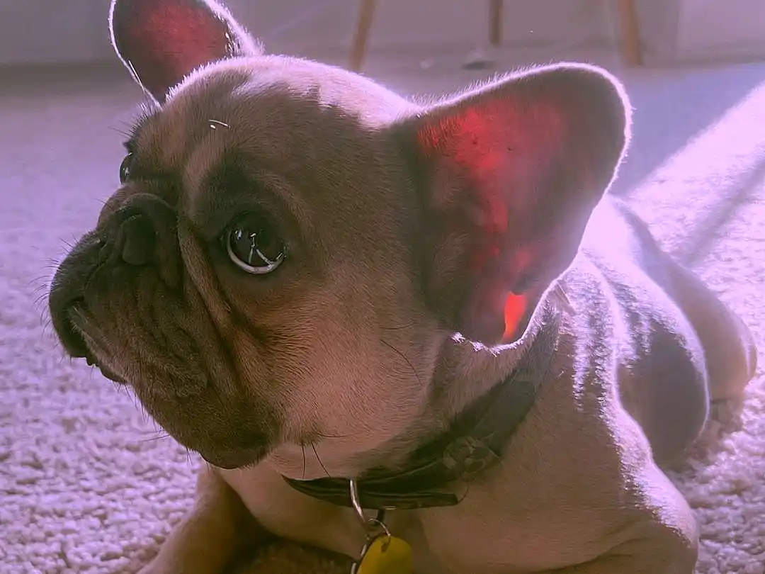 Louie, dog french bulldog - Dog and Cat Photo Contest