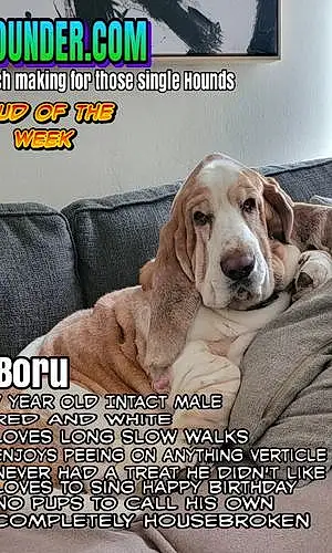 Basset Hound Dog Boru