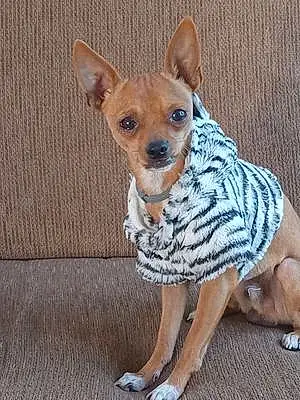 Name Chihuahua Dog Goliath