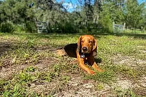 Name Beagle Dog Ranger