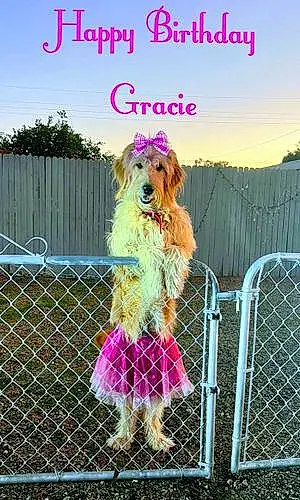 Name Goldendoodle Dog Gracie