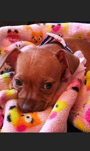 Name Chihuahua Dog Gracie