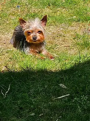 Name Yorkshire Terrier Dog Gracie