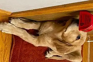 Name Golden Retriever Dog Remi