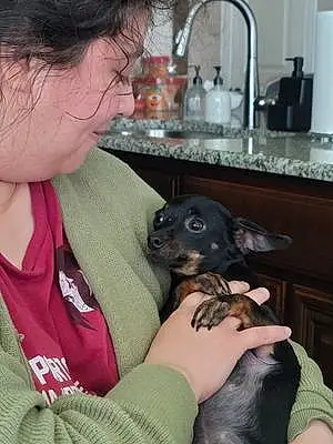 Name Chihuahua Dog Momo