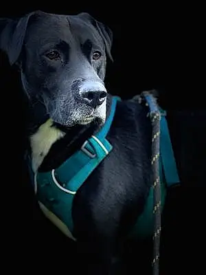 Name Labrador Retriever Dog Jax