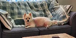 Name Pomeranian Dog Casper