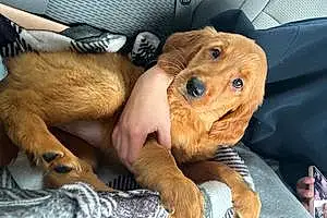 Name Golden Retriever Dog Ellie