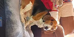 Name Beagle Dog Riley