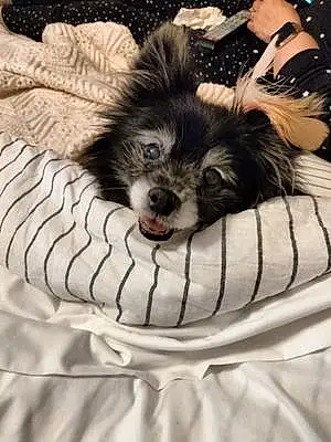 Name Pomeranian Dog Reese