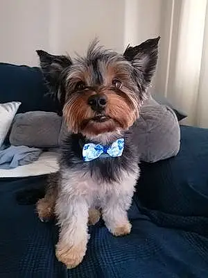 Name Yorkshire Terrier Dog Tommy