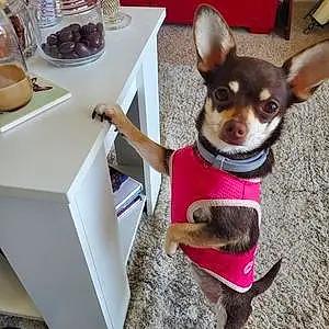 Name Chihuahua Dog Mia