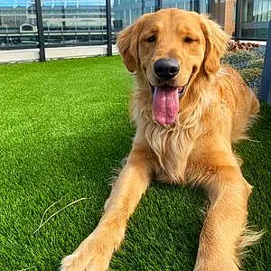 Name Golden Retriever Dog Teddy