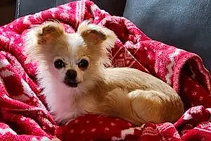 Name Chihuahua Dog Tootsie