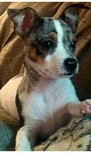 Name Chihuahua Dog Ollie