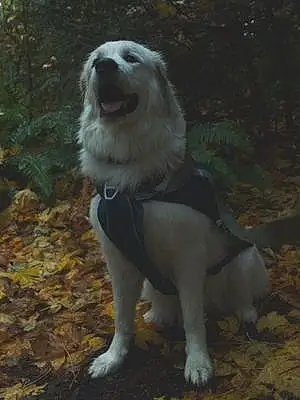 Great Pyrenees Dog Opal