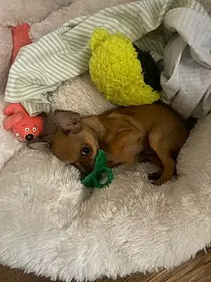 Name Chihuahua Dog Ripley