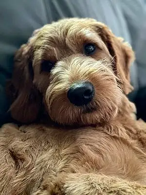 Name Goldendoodle Dog Teddy