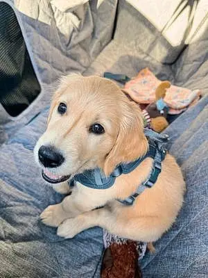 Name Golden Retriever Dog Copper