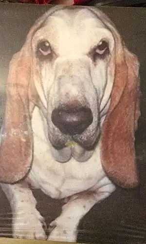 Basset Hound Dog Gus