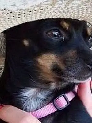 Name Chihuahua Dog Nina