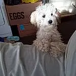 Dog, Carnivore, Toy Dog, Companion dog, Poodle, Dog breed, Terrier, Small Terrier, Labradoodle, Furry friends, Shih-poo, Puppy love, Poodle Crossbreed, Cockapoo, Dog Supply, Linens, Goldendoodle, Bolognese, Bichon, Maltepoo