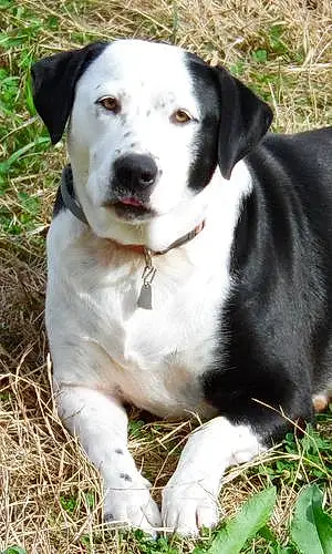 Pitt Bull Terrier Dog Lucy