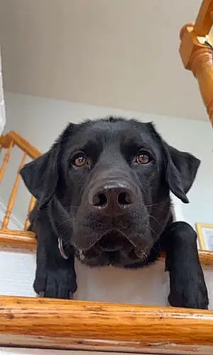 Name Labrador Retriever Dog George