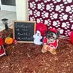 Window, Christmas Ornament, Christmas Decoration, Grass, Toy, Pumpkin, Christmas Eve, Lawn Ornament, Event, Plant, Christmas, Holiday Ornament, Ornament, Holiday, Carmine, Font, Soil, Tree, Interior Design, Winter