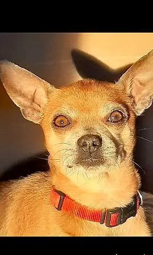Name Chihuahua Dog Peanut