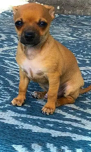 Name Chihuahua Dog Rufus