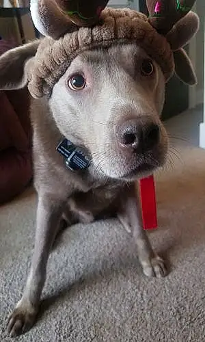 Name Labrador Retriever Dog Baxter